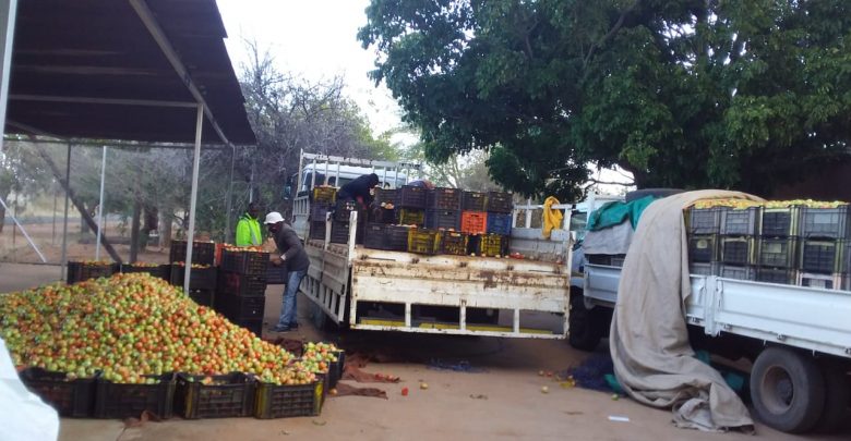 Illegal cigarettes disguised in Tomatoes-Alldays