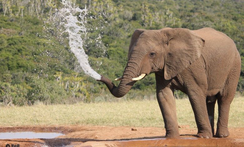 Kruger National Park Announces Dates for Free Access Week