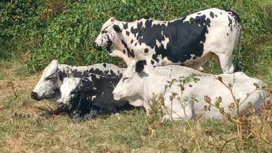 Four black‑and‑white cattle found in Limpopo mystery: police beg public to identify the owner