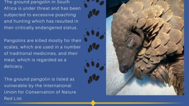 South African Police Recover Live Pangolins, Arrest Suspects