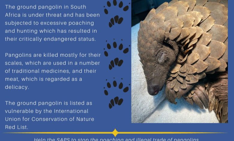 South African Police Recover Live Pangolins, Arrest Suspects