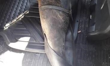 Rhino Horn Trafficking Ring Busted in Pretoria, Six Arrested