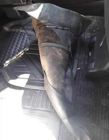 Rhino Horn Trafficking Ring Busted in Pretoria, Six Arrested