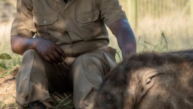 Ensuring elephant carer safety at sanctuaries