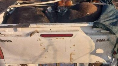 Limpopo police seize four cattle on Tuesday, October 7th, owners wanted at Mokopane SPCA