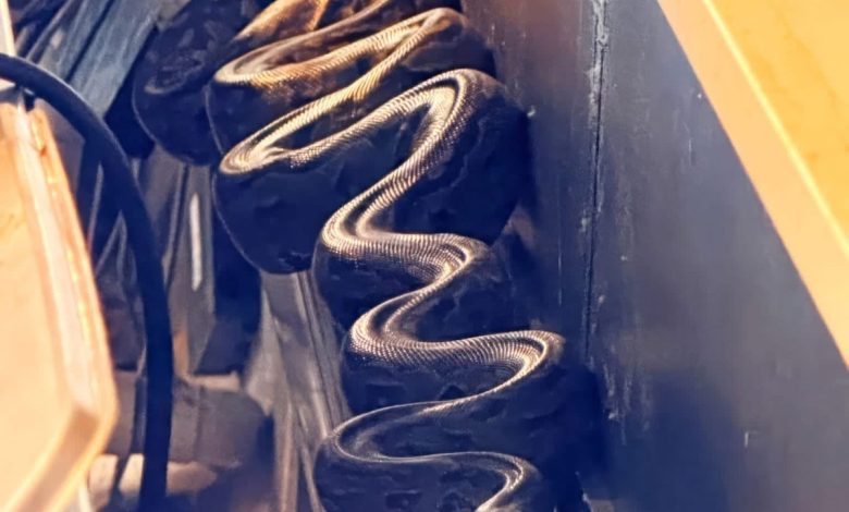 A waitress finds a three-meter python at Mugg & Bean in Kruger National Park on Saturday 1 November