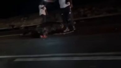 Limpopo N1 horror Sunday evening as car hits cow, several hurt near Botlokwa
