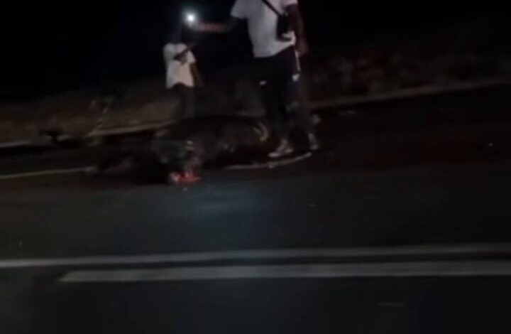 Limpopo N1 horror Sunday evening as car hits cow, several hurt near Botlokwa