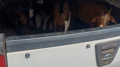 One man arrested in Sekhukhune District by Mpumalanga police for stolen livestock