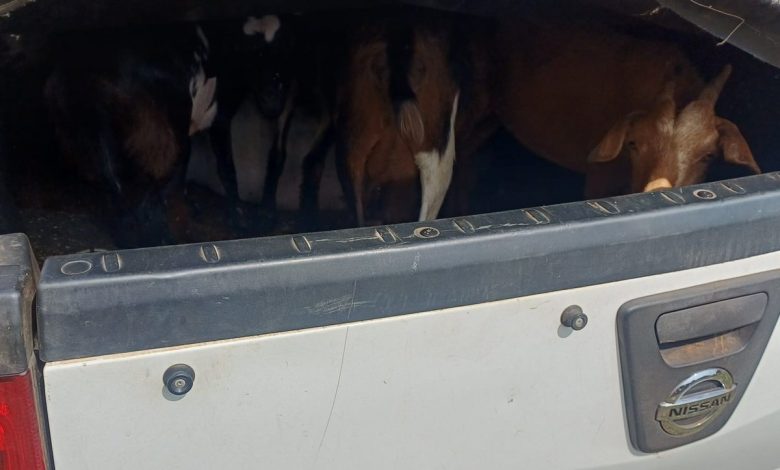 One man arrested in Sekhukhune District by Mpumalanga police for stolen livestock