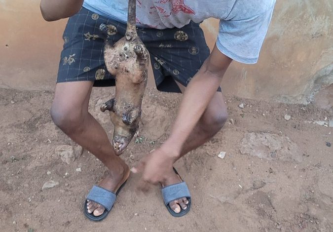 Young boy Godfrey Mutanyarere seen preparing rat meat on PSAFLIVE on November 2, 2025
