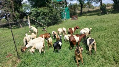 Polokwane police seek public help to identify goats recovered after raid along the R81 and R71 in Limpopo