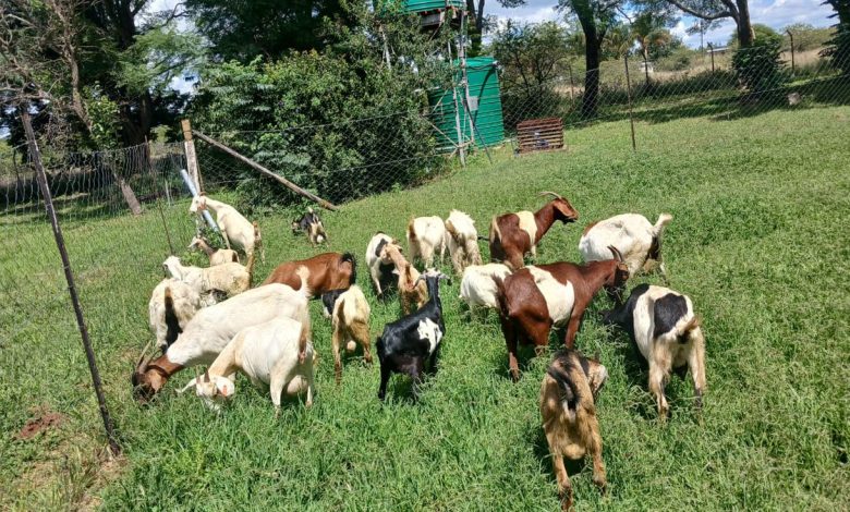 Polokwane police seek public help to identify goats recovered after raid along the R81 and R71 in Limpopo