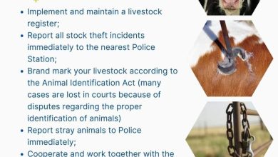 Cattle rustlers on the run as Motetema police hunt for suspects