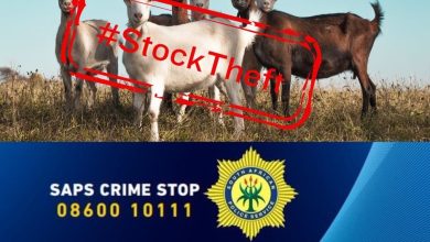 Farmyard Heist: Suspects on the Run After Livestock Theft in Sterkfontein, Limpopo