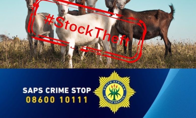 Farmyard Heist: Suspects on the Run After Livestock Theft in Sterkfontein, Limpopo