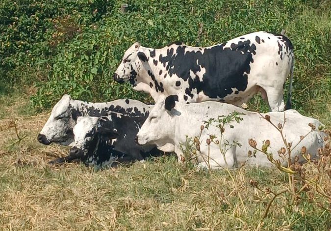 Four black‑and‑white cattle found in Limpopo mystery: police beg public to identify the owner