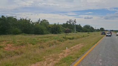 Three elephants halt traffic on the R578 near Phalaborwa, Limpopo
