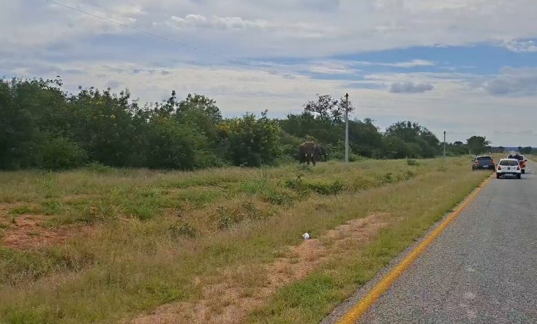 Three elephants halt traffic on the R578 near Phalaborwa, Limpopo