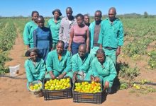 Family-run farm in Limpopo creates jobs and boosts local food security with multi-purpose 15-hectare operation and booming tomato harvest