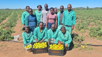 Family-run farm in Limpopo creates jobs and boosts local food security with multi-purpose 15-hectare operation and booming tomato harvest