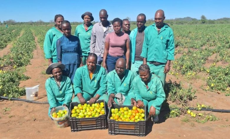 Family-run farm in Limpopo creates jobs and boosts local food security with multi-purpose 15-hectare operation and booming tomato harvest